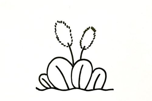 狗尾草简笔画绘画步骤 简单漂亮狗尾草简笔画怎么画
