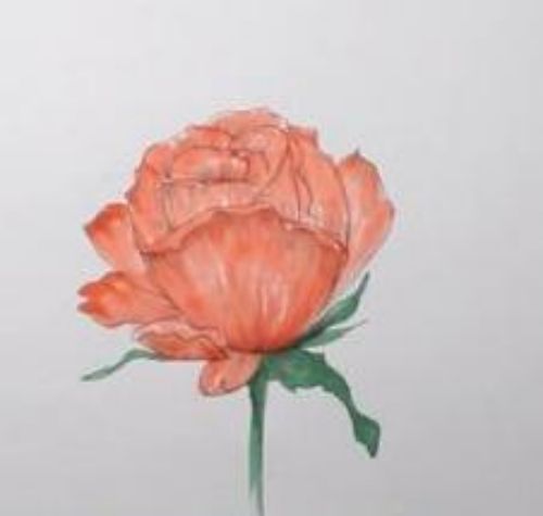 一朵玫瑰花简笔画绘画步骤 简单漂亮玫瑰花简笔画怎么画