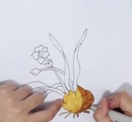 简单漂亮水仙花简笔画怎么画 带颜色水仙花简笔画步骤