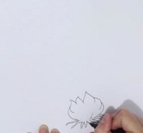 简单漂亮水仙花简笔画怎么画 带颜色水仙花简笔画步骤