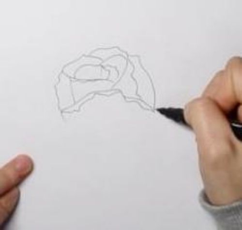 一朵玫瑰花简笔画绘画步骤 简单漂亮玫瑰花简笔画怎么画