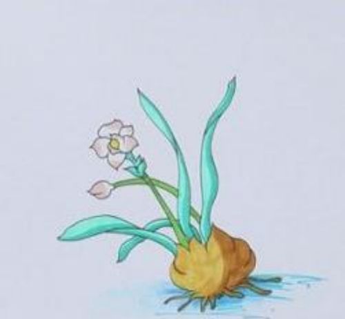 简单漂亮水仙花简笔画怎么画 带颜色水仙花简笔画步骤