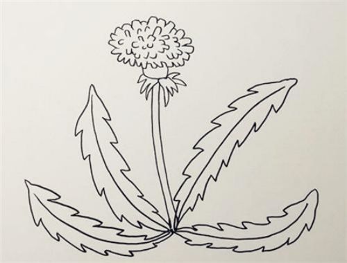 彩色漂亮蒲公英简笔画怎么画 简单又好看蒲公英简笔画步骤画法