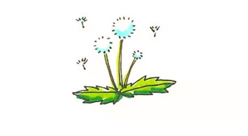 彩色蒲公英简笔画怎么画 简单又好看蒲公英简笔画步骤图解