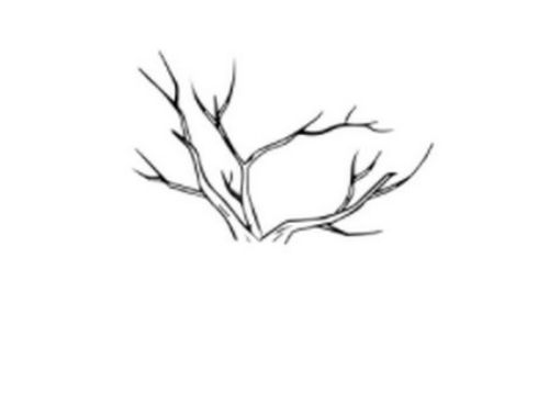 简答又好看大树简笔画教程步骤 树干多枝大树简笔画怎么画
