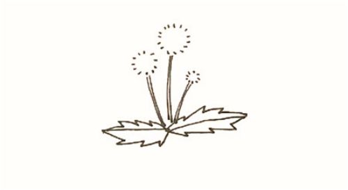彩色蒲公英简笔画怎么画 简单又好看蒲公英简笔画步骤图解
