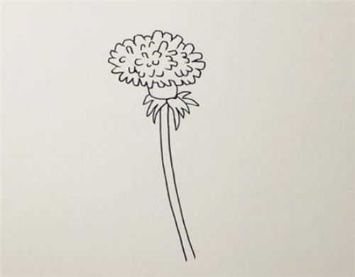 彩色漂亮蒲公英简笔画怎么画 简单又好看蒲公英简笔画步骤画法