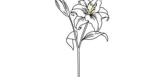 漂亮百合花简笔画怎么画 带颜色百合花简笔画图片大全