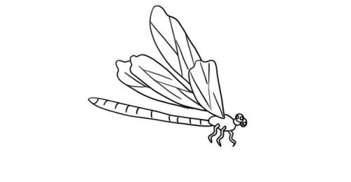 彩色涂色蜻蜓简笔画怎么画 简单又漂亮蜻蜓简笔画画法图解