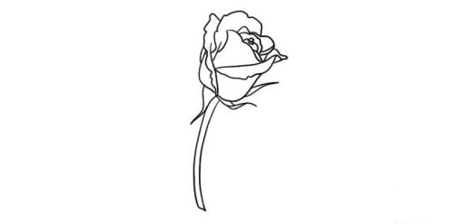 一朵彩色玫瑰花简笔画怎么画 简单漂亮玫瑰花简笔画图片大全
