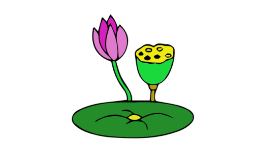 荷花莲蓬莲叶图片简笔画步骤画法 莲花荷叶简笔画图片大全