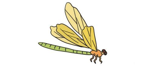 彩色涂色蜻蜓简笔画怎么画 简单又漂亮蜻蜓简笔画画法图解