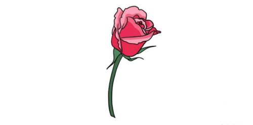 一朵彩色玫瑰花简笔画怎么画 简单漂亮玫瑰花简笔画图片大全