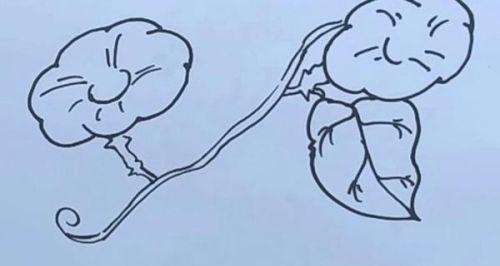 彩色涂色牵牛花简笔画步骤教学 简单又漂亮牵牛花简笔画怎么画