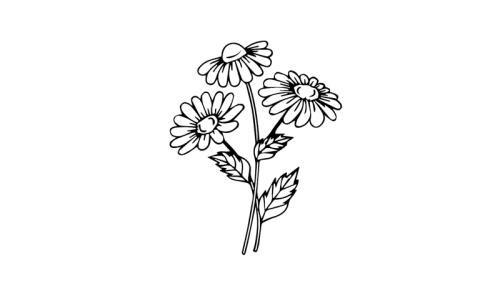 带颜色小雏菊简笔画画法图解 手绘彩色小雏菊简笔画怎么画