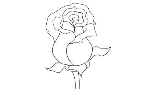 简单漂亮玫瑰花简笔画怎么画 彩色一朵玫瑰花简笔画带步骤画法