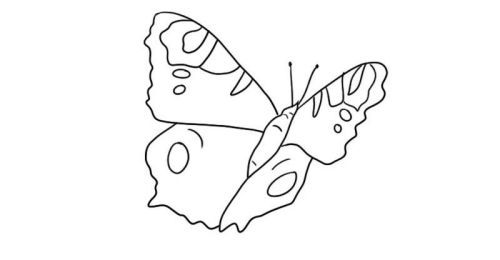 带颜色卡通蝴蝶简笔画步骤画法 彩色可爱蝴蝶简笔画怎么画