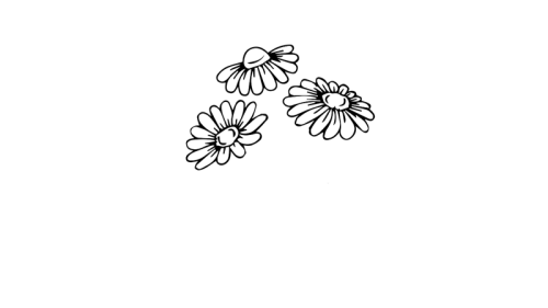 带颜色小雏菊简笔画画法图解 手绘彩色小雏菊简笔画怎么画